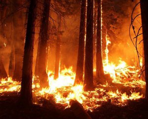 Под Киевом вновь разгорелся лесной пожар