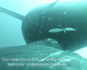 Ученые сняли уникальное видео с китами