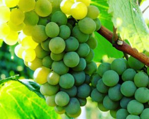 &quot;Таврія&quot; буде розвивати крафтове виноградарство
