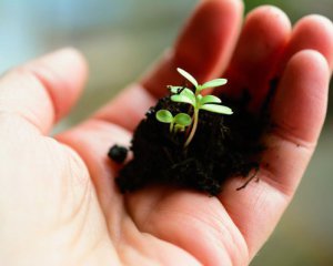 Банкіри розповіли, коли даватимуть кредити на землю