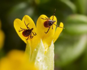 Настав пік активності кліщів: чим небезпечна комаха