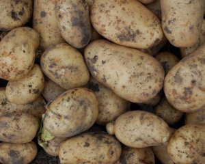 Експерт пояснив, чому українська картопля дорожча, ніж закордонна