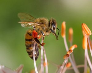 Бджоли до смерті закусали чоловіка