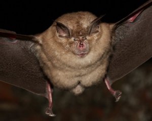 Учені знайшли "родича" SARS-CoV-2 у дикій природі