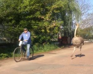 На Житомирщині страус бігає вулицями за велосипедистами