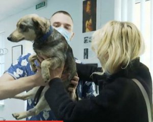 Под Киевом орудует живодер. Злоумышленником заинтересовалась полиция