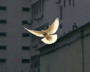 Не долетел домой: почтовый голубь преодолел Сахару