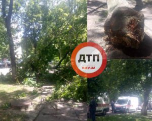 В Киеве дерево прибило людей, сидевших на скамейке