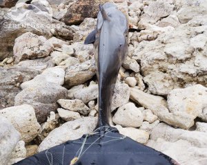 Крим встановив сумний рекорд із загибелі дельфінів