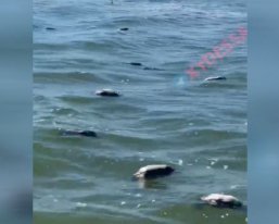 На відомому українському курорті загадково загинули птахи