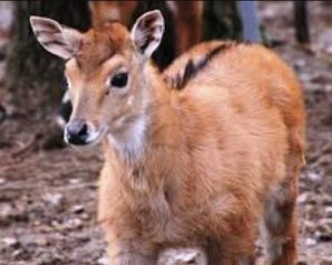 Хотіла допомогти: відвідувачка зоопарку ненароком вбила дитинча косулі