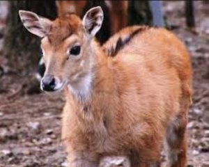 Хотела помочь: посетительница зоопарка случайно убила детеныш косули