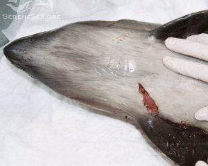 У Криму знаходять дитинчат дельфінів із ножовими пораненнями