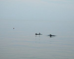 В Одессе спасли стаю дельфинов