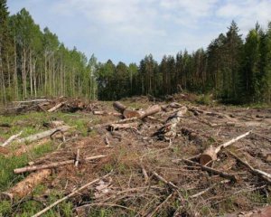 СБУ викрила масштабну вирубку лісів на Житомирщині