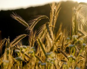 Україна продаватиме за кордон рекордну кількість зерна: подробиці