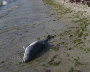 У затонувшего танкера &quot;Делфи&quot; нашли мертвого дельфина