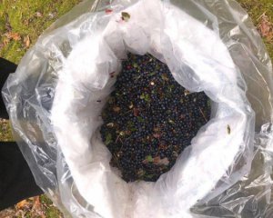 Обережно, чорниця. Чоловіки планували продати 40 кг ягід з радіаційної зони