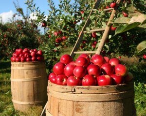 Рекордні ціни на яблука та ягоди: що подорожчає наступним