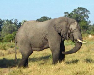 Слони знайшли незвичайне застосування ногам