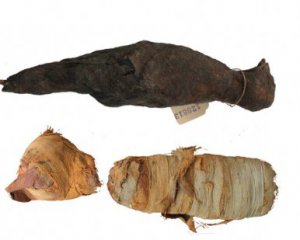 Дізналися причини смерті муміфікованих єгиптянами тварин