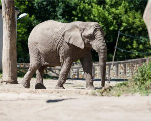 Слонов будут лечить марихуаной