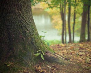 Ровенская область может остаться без леса - исследование