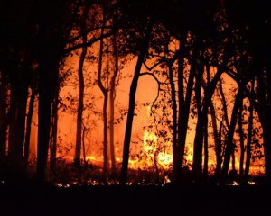 &quot;Возврата назад не будет&quot; - лесные пожары угрожают всему миру