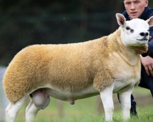 Найдорожчу вівцю продали за майже пів мільйона доларів