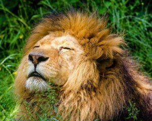 Природа руйнується небаченими темпами: вчені б'ють на сполох