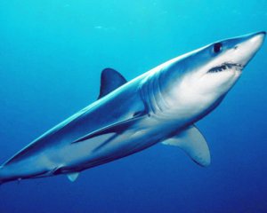Установил новый рекорд: мужчина поймал акулу-мако весом более полутонны