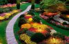 Осенний цветник: как красиво высаживать хризантемы