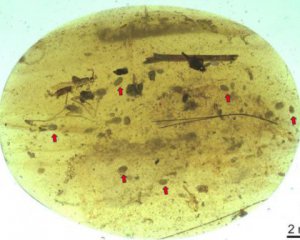 Древнейшие образцы спермы нашли в янтаре