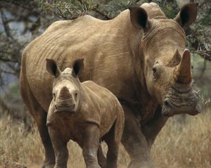 Напівсліпий гігант: розкрили секрет носорога