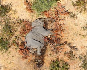 Слонів погубили ціанобактерії