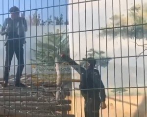 Чоловік заліз у вольер з левами та відмовлявся виходити