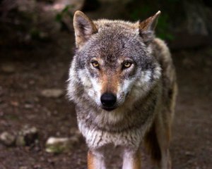 У чорнобильські ліси повертаються тварини, яких не було понад 100 років