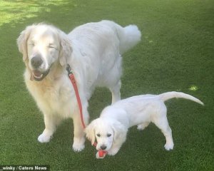 Пес-поводырь водит слепую собаку