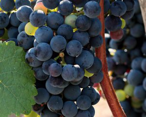В Україні з&#039;явився День виноградаря і винороба