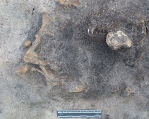 Знайшли поховання мисливця з собакою