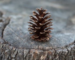 Промышленное загрязнение привело к исчезновению лесов в Арктике - ученые