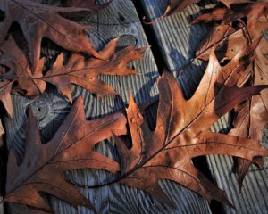 Погода в Україні буде хмарна та вогка