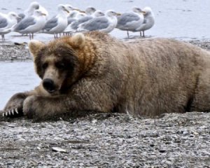 12 медведей соревнуются за звание самого жирного