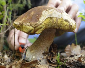 Чорнобильська катастрофа: у Німеччині виявили гриби, які досі заражені радіацією