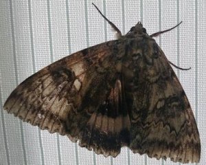 У Чорнобилі виявили гігантського метелика розміром з птицю