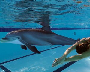Як справжній: туристів розважають роботом-дельфіном