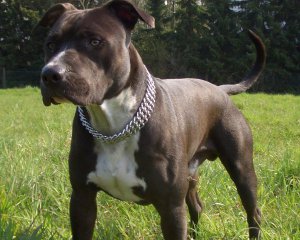 Два пси загризли 12-річну дитину