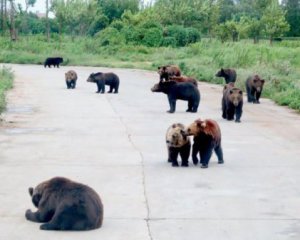 Медведи загрызли надзирателя зоопарка на глазах у посетителей