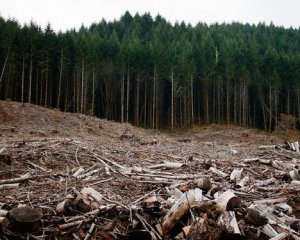 На Волыни чиновники разворовали леса на 17 млн грн
