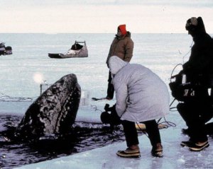 На порятунок трьох китів витратили $5,5 млн